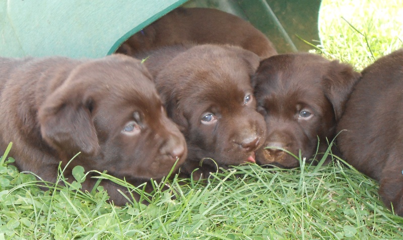 D'Avel Gwenn - Labrador Retriever - Portée née le 25/06/2013