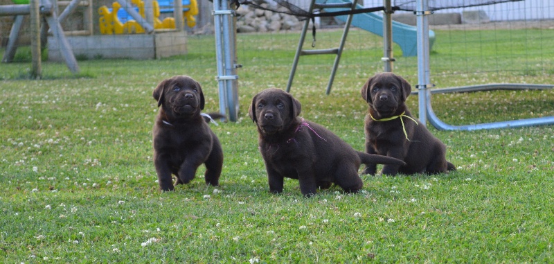 D'Avel Gwenn - Labrador Retriever - Portée née le 09/06/2015